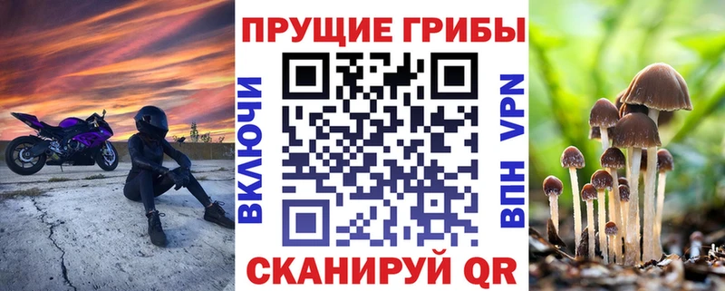 что такое   Полесск  Псилоцибиновые грибы Psilocybine cubensis 